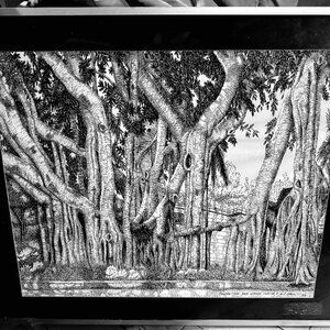Louise du Pont Crowninshield "Octopus" banyan tree, Boca Grande, Florida